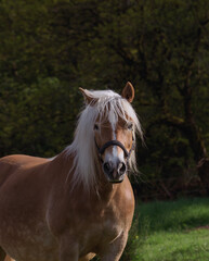 Obraz premium Ein Haflinger Pferd auf grüner Weide
