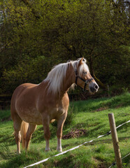 Ein Haflinger Pferd auf grüner Weide