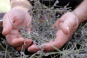 Man's hands sort through dried lavender. 