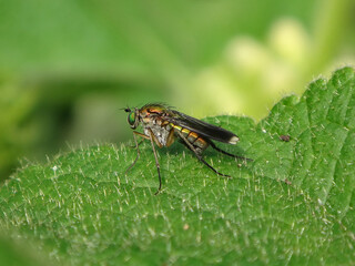 Semaphore fly (Dolichopus griseipennis), male sitting on a green leaf