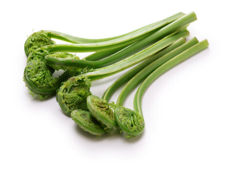 fiddlehead (Ostrich fern), Japanese delicious wild vegetables