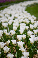 Clouse ap with different types of beautiful tulips in different colors with bokeh.