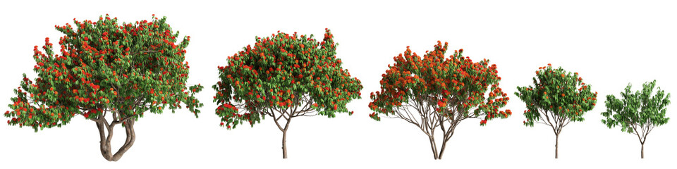 3d illustration of set Saraca asoca tree isolated on transparent background - obrazy, fototapety, plakaty
