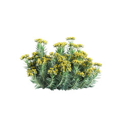 3d illustration of Euphorbia rigida bush isolated on transparent background