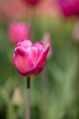 Clouse ap with different types of beautiful tulips in different colors with bokeh.