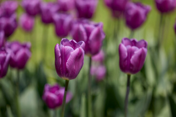 Clouse ap with different types of beautiful tulips in different colors with bokeh.
