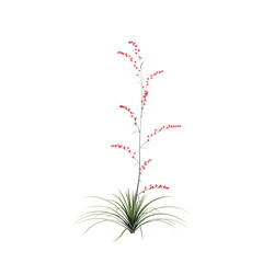 3d illustration of Hesperaloe parviflora bush isolated on transparent background