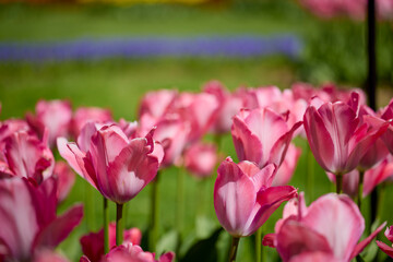 Obraz premium Clouse ap with different types of beautiful tulips in different colors with bokeh.