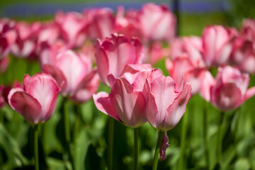 Clouse ap with different types of beautiful tulips in different colors with bokeh.