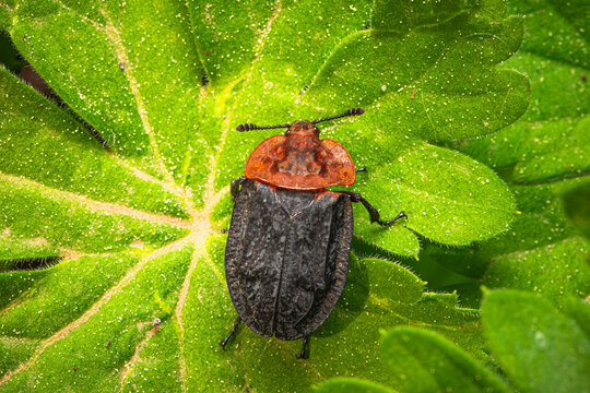 Rothalsige Silphe Aask&auml;fer makro auf Blatt