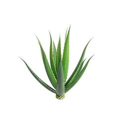 3d illustration of Aloe barbadensis bush isolated on transparent background