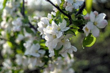 Beautiful flowers on a branch of an apple tree.