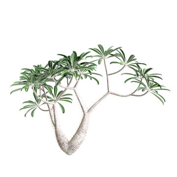 3d illustration of Pachypodium geayi tree isolated on transparent background