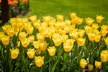 Obraz premium Clouse ap with different types of beautiful tulips in different colors with bokeh.