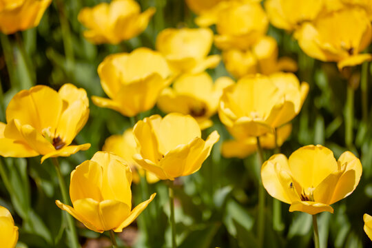 Clouse ap with different types of beautiful tulips in different colors with bokeh.