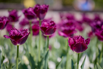 Clouse ap with different types of beautiful tulips in different colors with bokeh.