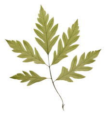 PNG Real Pressed a single minimal leaf green herbs plant tree - obrazy, fototapety, plakaty