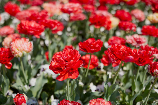 Clouse ap with different types of beautiful tulips in different colors with bokeh.