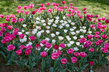 Clouse ap with different types of beautiful tulips in different colors with bokeh.