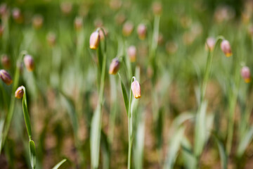 Clouse ap with different types of beautiful tulips in different colors with bokeh.