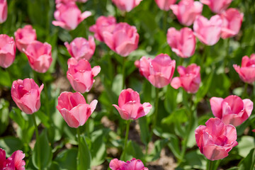 Clouse ap with different types of beautiful tulips in different colors with bokeh.