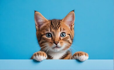 Cute Kitten head with paws up peeking over blue background