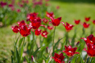 Clouse ap with different types of beautiful tulips in different colors with bokeh.