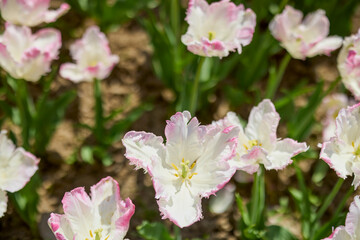 Clouse ap with different types of beautiful tulips in different colors with bokeh.