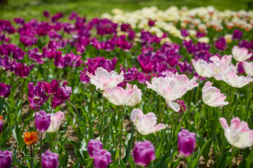 Fototapeta premium Clouse ap with different types of beautiful tulips in different colors with bokeh.