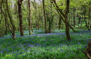 Ancient English woodland in spring with bluebells wood anemone and big old Oak trees