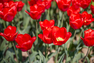 Clouse ap with different types of beautiful tulips in different colors with bokeh.