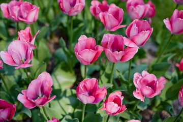 Fototapeta premium Clouse ap with different types of beautiful tulips in different colors with bokeh.
