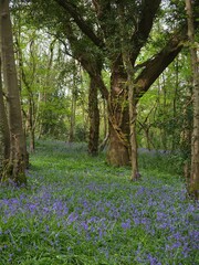 Ancient English woodland in spring with bluebells wood anemone and big old Oak trees