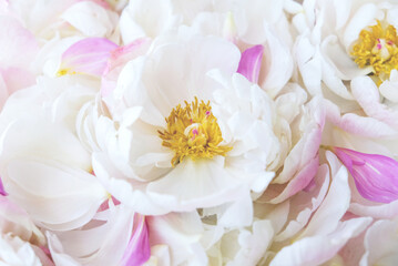 Beautiful delicate pastel pink and white peony flowers and petals, close-up view. Natural floral texture.