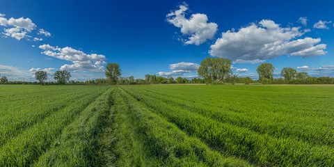 green agriculture field treeline summer sky
