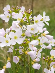 Various spring wild flowers in the English countryside