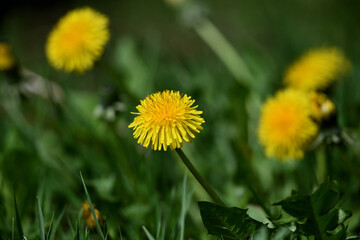 Nahaufnahme im Frühlingsgarten vor Pfingsten im April. Farbenfrohe Blüten vor unscharfem grünem...