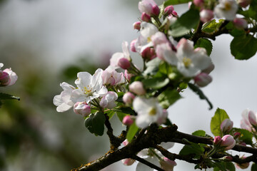 Nahaufnahme vom Apfelbaum im Frühlingsgarten vor Pfingsten im April. Farbenfrohe Blüten vor...