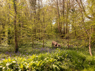 Weimaraner Dog in the woods surrounded by bluebells and trees