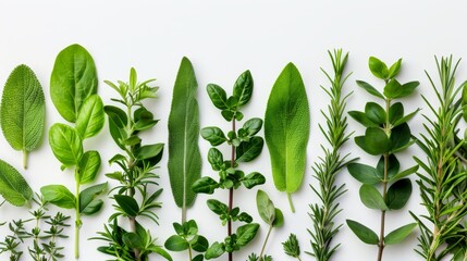   A selection of various herbs against a white backdrop, with a green, foliage-rich plant at the image's center - obrazy, fototapety, plakaty