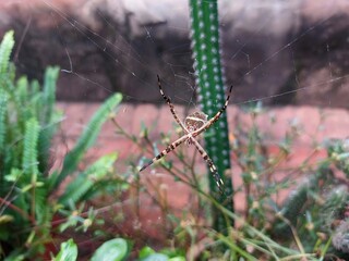 Spider in spider web between cacti