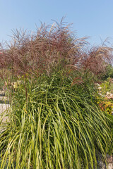 A clump of giant miscanthus grass with flowers