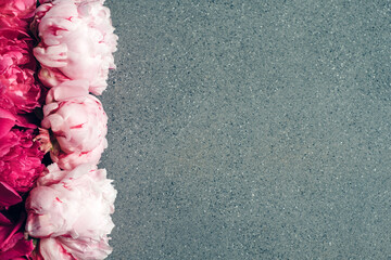 Beautiful fresh pink peony flowers in full bloom on concrete background, close up. Flat lay style,...
