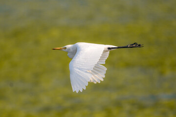 Egrets white birds