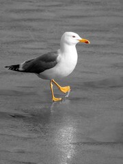A seagull is walking on the ice of a lake.