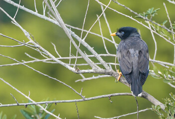 Jungle Maina, black bird