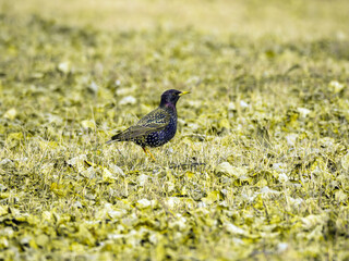 Starling is walking on the grassy field