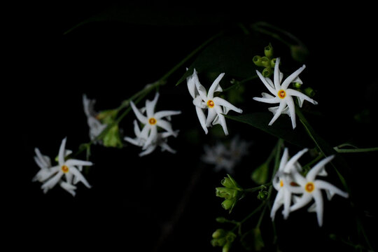 Night flowers fragrance pavala malli