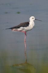 Black winged Stilt