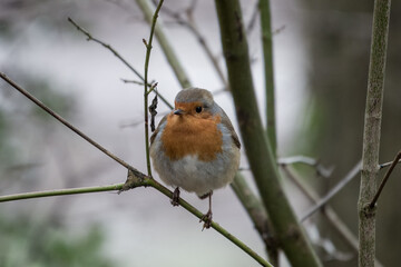 close up of Robin erithacus rubecula perched on a branch with a blurred background